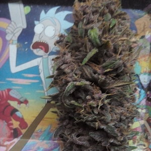 Purple skunk pheno of NUGZ