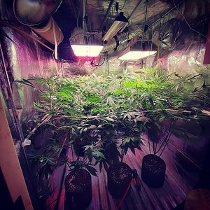 Strawberry chemdawg og