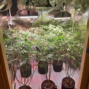 Strawberry chemdawg OG