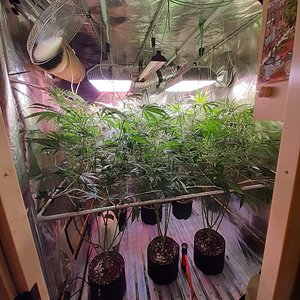 Strawberry chemdawg OG