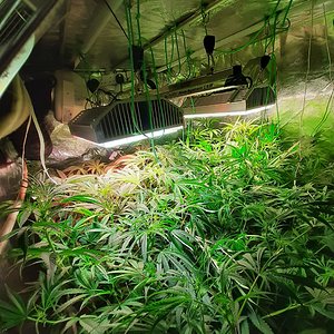 Strawberry chemdawg OG