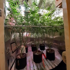 Strawberry chemdawg OG