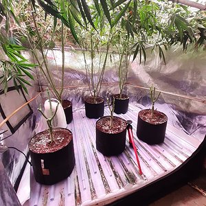 Strawberry chemdawg OG