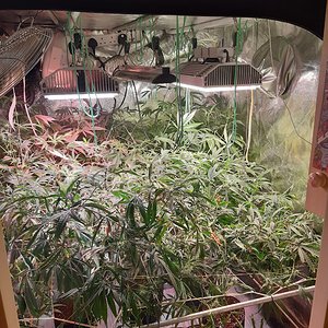 Strawberry chemdawg OG