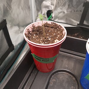 Purple Punch - Day 6