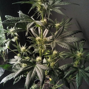 LECTER 1/10 small pheno