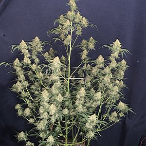 3BOG OG x Samsquanch OG 78 days