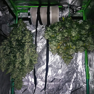 Original Chemdawg & Blue Microverse F5