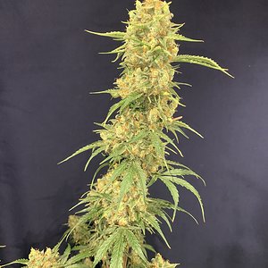 Samsquanch x Forum Stomper 87 days top