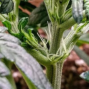 Mephisto, Sour Bubbly