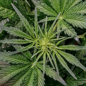 Mephisto, Pink Panama