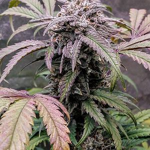 Twenty20 Mendocino, Ogreberry 2B F4