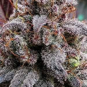 Jean-O's, Root Beer Float S2 Auto