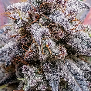 Jean-O's, Root Beer Float S2 Auto