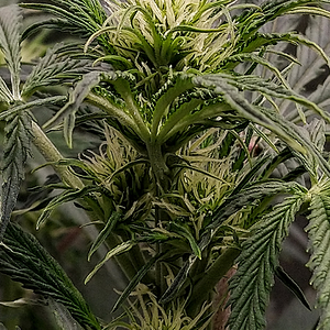 Night Owl Seeds, Star Krunch