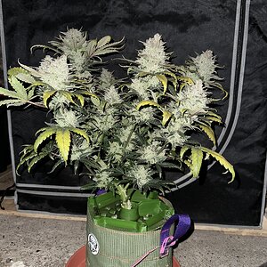 Jean-O's Cream Cheese Battle plant final poll pic