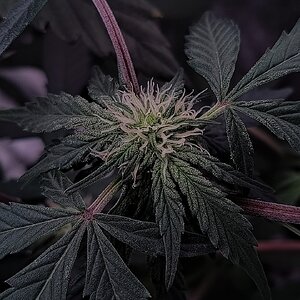Night Owl Seeds,  Chem N Juice F4 Tester