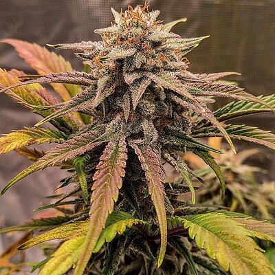 Blue Microverse F5 X Ripley's OG