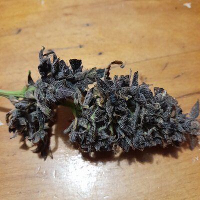 Lecter gen2 mother plant. Seeded.