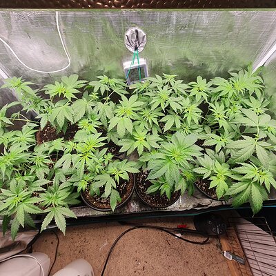 Zkittles & blueberry