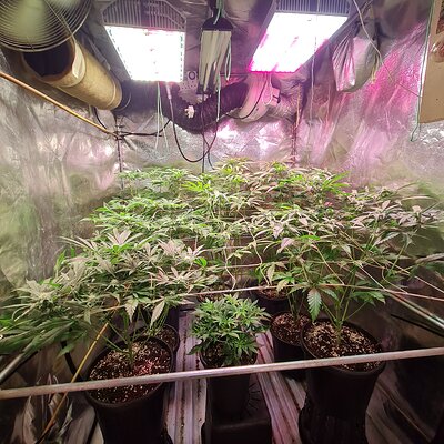 Blueberry & zkittles