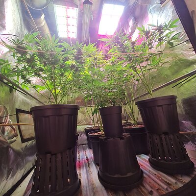 Zkittles and blueberry