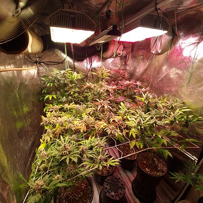 Blueberry & zkittles