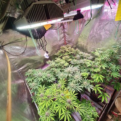 Grape diamonds and ft8