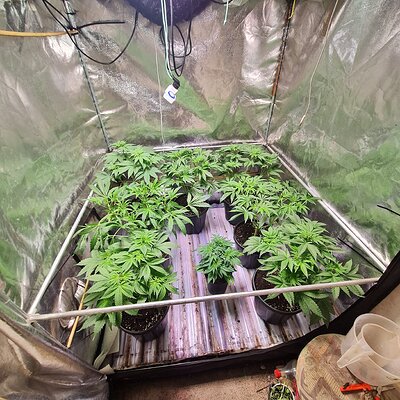 Grape diamonds and ft8