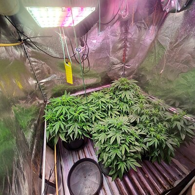 Cinderella jack Auto