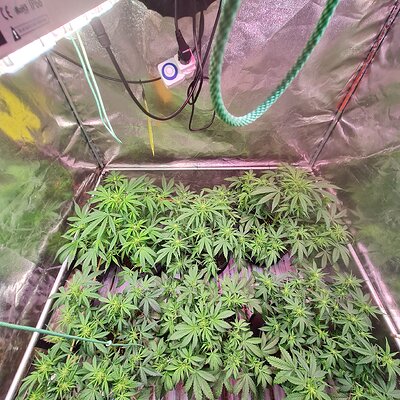 Cinderella jack Auto