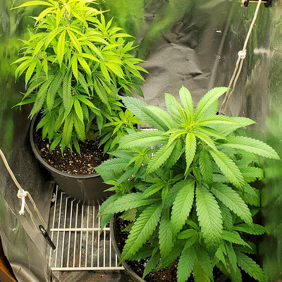 LemonZ_clones8-9_transplanted.jpg