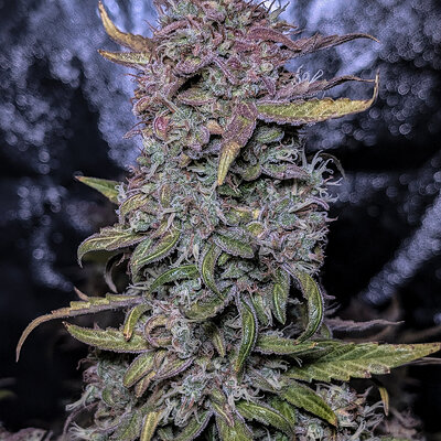 PXL_20250429_180320881 (4).jpg