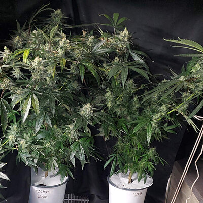 LemonZ_clone4-5_day57.jpg