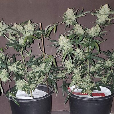LemonZ_clone1-2_day82.jpg