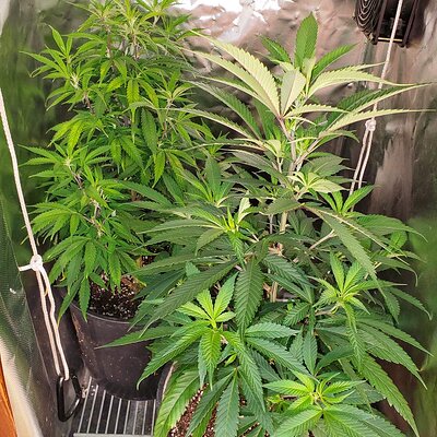 LemonZ_clone8-9_transplanted7days.jpg