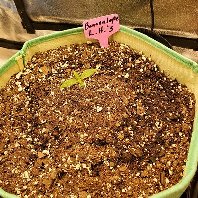 20250505_154519 - Copy.jpg