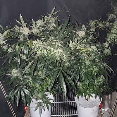 LemonZ_clones4-5_day67_.jpg