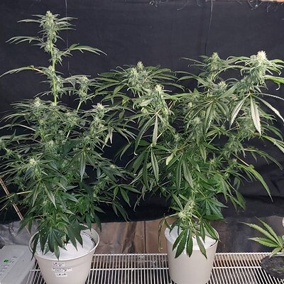 LemonZ_clones6-7_day45.jpg