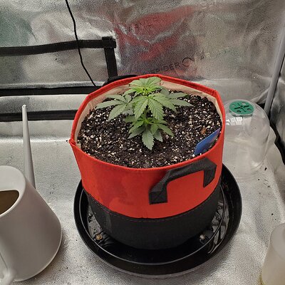 20250527_091951 - Copy.jpg