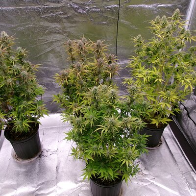 Jeano's Genetics November Reign.JPG