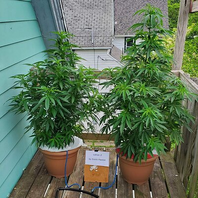 LemonZ_clone8-9_day30.jpg