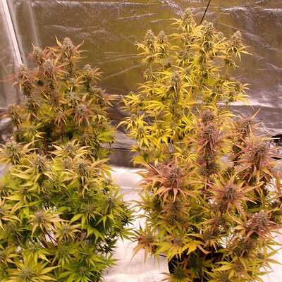 November Reign group.JPG