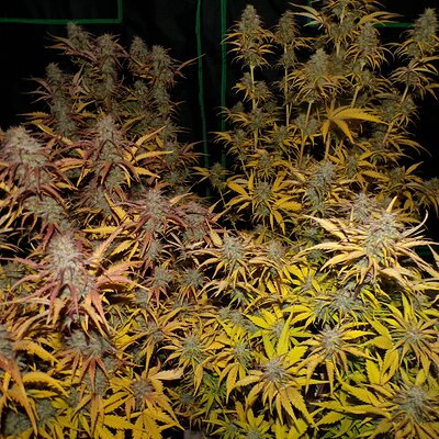 November Reign 1.JPG