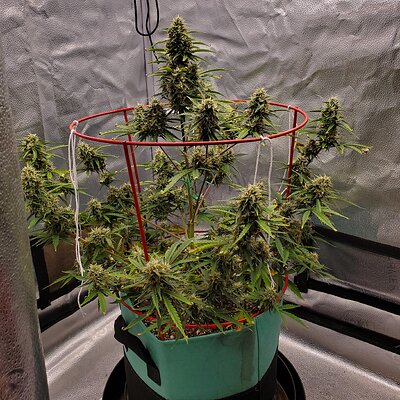 20250623_121949 - Copy.jpg