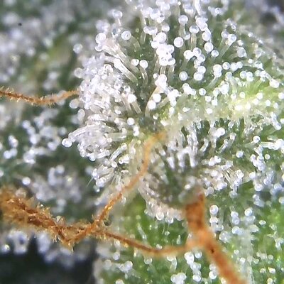 Image_2025-06-30 21_24_56_530.jpg