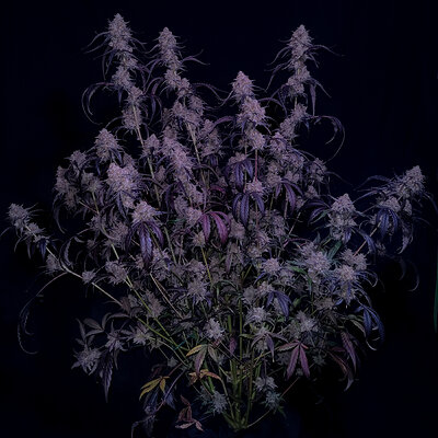 IMG_20240718_190845 (5).jpg