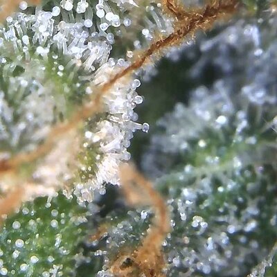 Image_2025-07-07 17_03_31_222.jpg