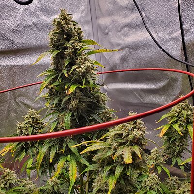 20250715_094332 - Copy.jpg