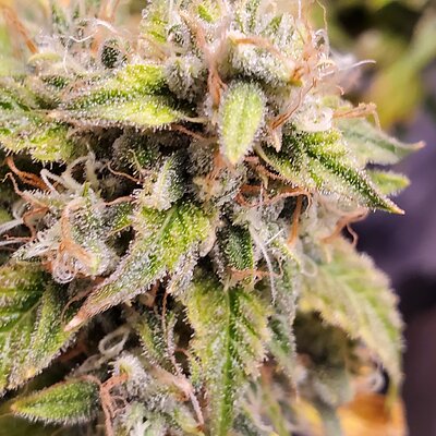 20250721_155423 - Copy.jpg